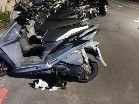 楊小姐 - 每天山上餵浪貓罐頭飼料肉泥 至少每月自掏腰包3-4000以上 