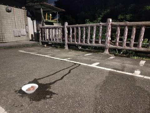 楊小姐 - 每天山上餵浪貓罐頭飼料肉泥 至少每月自掏腰包3-4000以上 