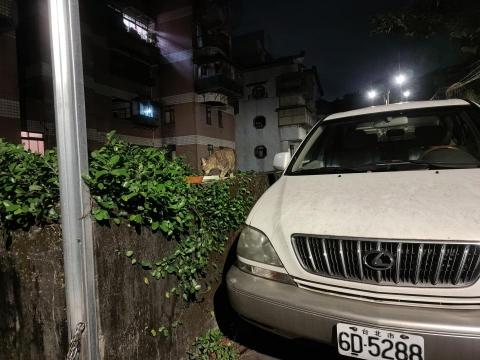 楊小姐 - 每天山上餵浪貓罐頭飼料肉泥 至少每月自掏腰包3-4000以上 