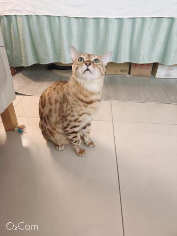 小芸 - 這麼可愛的貓貓，誰受得了?陪玩中