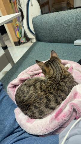 小芸 - 陪伴小幼貓玩耍，小幼貓玩累了在休息