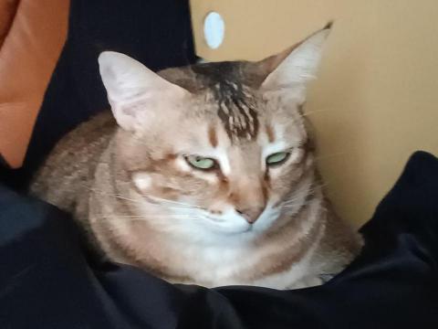 提供煮飯電鍋服務的專家momo