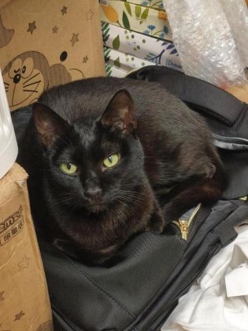 張議元 - 一隻貓叫做黑寶