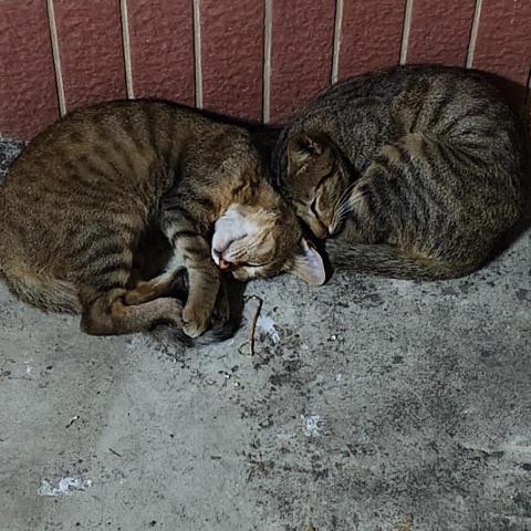 提供找工作服務的專家林勝宏