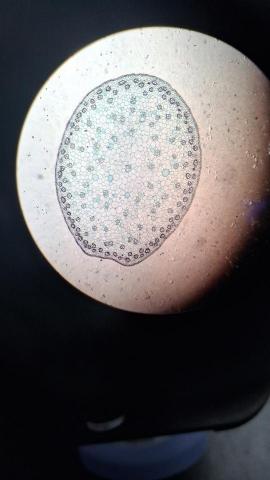 YA-YI - 植物觀察