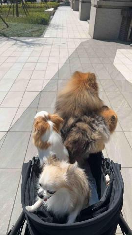 穎 寵物友善住宿管理 - 