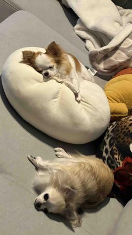 穎 寵物友善住宿管理 - 