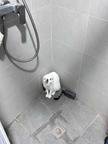 提供數學b服務的專家林