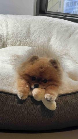 穎 寵物友善住宿管理 - 