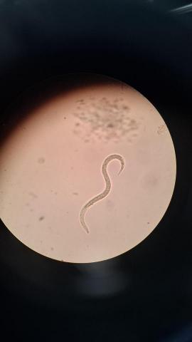 YA-YI - 生物實驗課