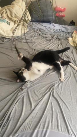 賴昀柔－貓咪保母 - 