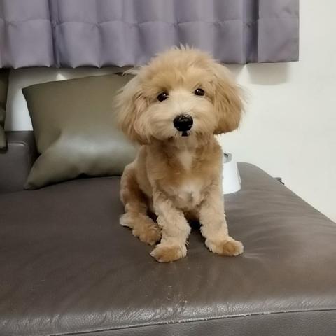 提供板金烤漆服務的專家凃冠寧