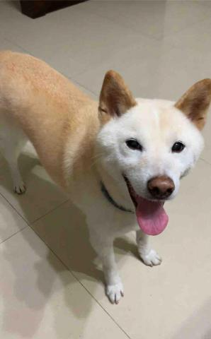 提供劉嘉雯官司服務的專家廖士雯