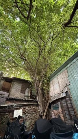 于森園藝企業社 （林先生） - 施工前