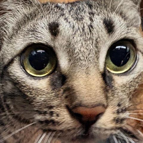 提供木材裁切服務的專家雅鈺黃