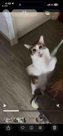 雙北新莊板橋-到府寵物保母(可接單 - 陪玩