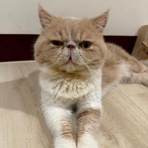 提供老人照顧服務的專家小安