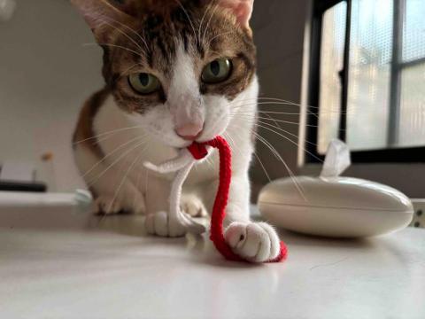 雙北新莊板橋-到府寵物保母(可接單 - 客戶家的愛貓玩玩具