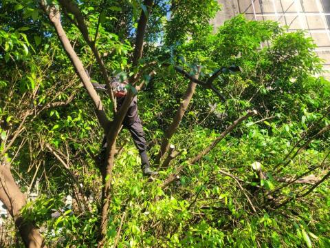 于森園藝企業社 （林先生） - 