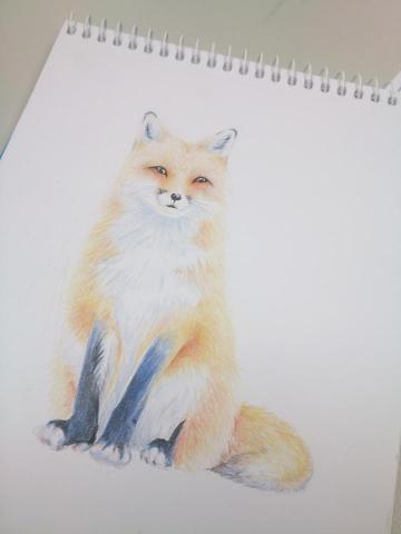 飛鼠 - 狐狸色鉛筆素描