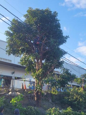 于森園藝企業社 （林先生） - 