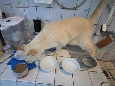 雙北新莊板橋-到府寵物保母(可接單 - 等放飯