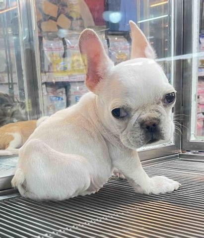 提供寄養服務的專家寵物保姆