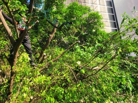 于森園藝企業社 （林先生） - 