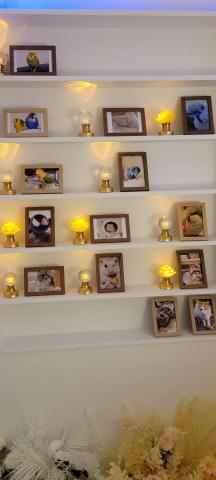 萌寵水化生命禮儀萌寵水化生命禮儀 - 寵物祈福燈