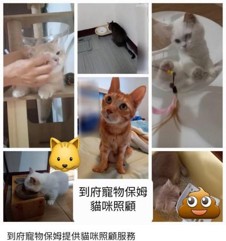 貓保母非喵莫屬黃小妤 - 給毛孩最好的選擇，就是安心待在家吃喝玩樂啦！
