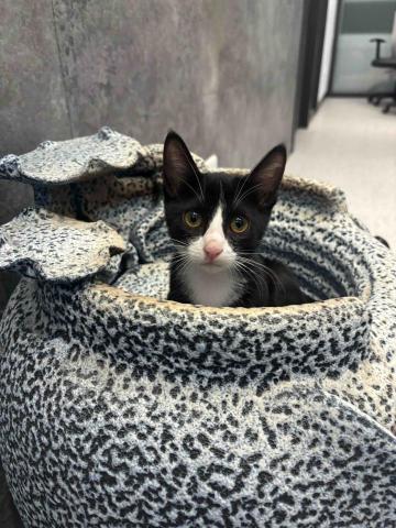 凱薩琳_寵物保母 - 