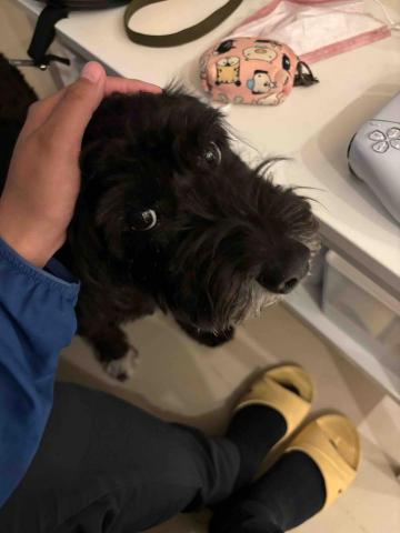 凱薩琳_遛狗服務 - 