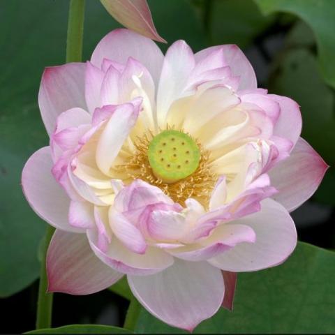 提供照片制作成影片服務的專家周玫樺