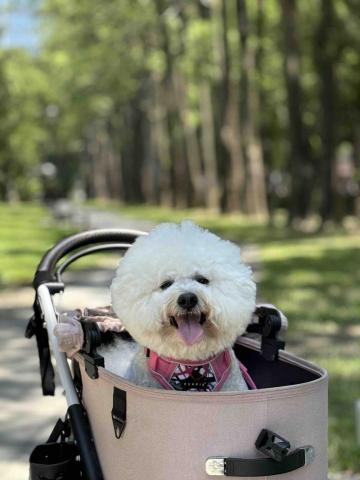 凱薩琳_遛狗服務 - 