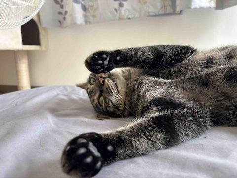 凱薩琳_寵物保母 - 