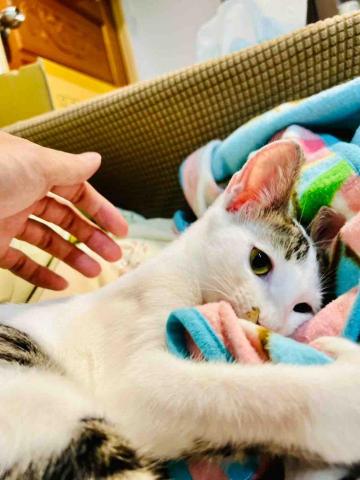 凱薩琳_寵物保母 - 