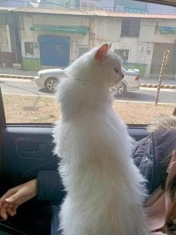 李伊庭 - 貓姪女示範立正（根本仙女下凡）