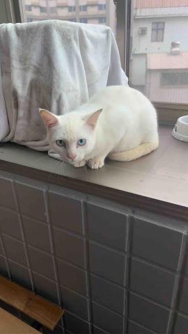 summer寵物保母 - Luna:異瞳妹妹，因為剛到家裡還在隔離的狀態，所以還有點怕生。等適應環境之後應該會很親人。