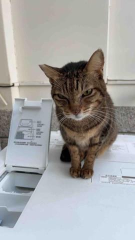 summer寵物保母 - 金金：喜歡吃肉泥，個性比較獨立。