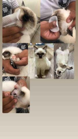 潘凱恩 - 布偶貓到府服務美容