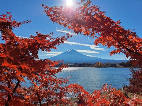 舛本先生 - 河口湖  産屋ケ崎(うぶやがさき) 紅葉(もみじ)の額縁(がくぶち)