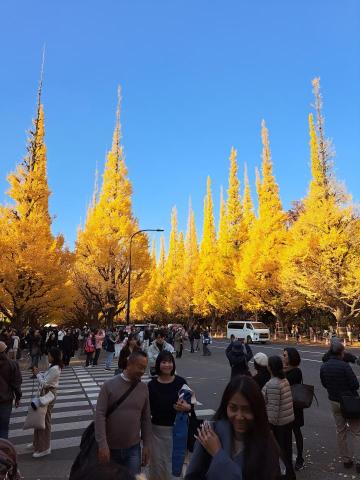 舛本先生 - 11月20日 明治神宮外苑 銀杏並木