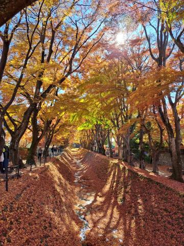 舛本先生 - 11月21日山梨県河口湖(かわぐちこ)紅葉(もみじ)の回廊(かいろう)