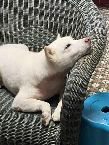 寵物（毛小孩）寄宿/陪伴/散步 - 