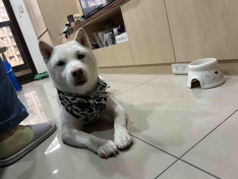 寵物（毛小孩）寄宿/陪伴/散步 - 