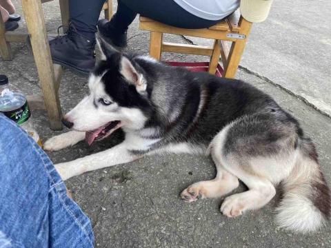 寵物（毛小孩）寄宿/陪伴/散步 - 