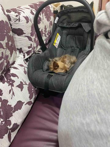 寵物（毛小孩）寄宿/陪伴/散步 - 