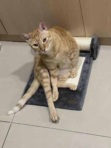 寵物（毛小孩）寄宿/陪伴/散步 - 慵懶的貓