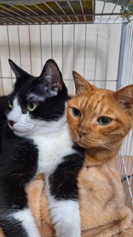 提供剪片appmac服務的專家O73_