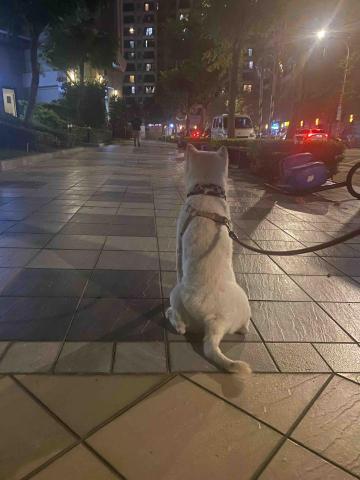 寵物（毛小孩）寄宿/陪伴/散步 - 出來散步不是坐著不動好嗎？